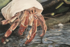 Der ängstliche Einsiedler - The anxious hermit (2018)