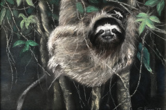 Faultiere - Sloths