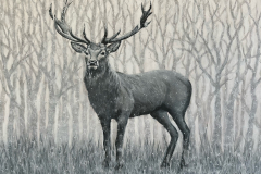 Hirsch in St. Andreasberg - Deer in St. Andreasberg (2023)